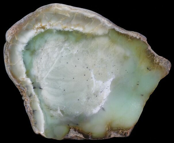 Polished Newman Opal Slab - Western Australia #65492